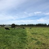 NZ Day8