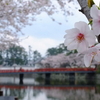 小田原城址公園　　お堀端散策　桜　2015