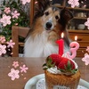 １３歳になりました＊*