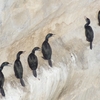 高萩海岸の鳥たち