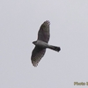 日本　2023年3月13日の散歩で出会った野鳥たち