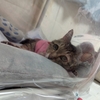 エル、乳腺腫瘍＜８７＞