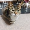 新しく、子猫が来ます。