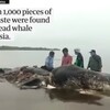クジラの体内から大量のプラスチック片が発見される　動物だけでなく人間にも迫る汚染の危機