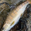 渓魚産卵ポイントから初期の釣りを考察