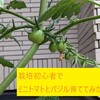 【食育】栽培初心者でも今日から始められる！ミニトマトとバジル育ててみた！