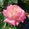 23年5月の府立植物園のお話。