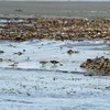 打ち上げられた草葉で餌を採る鳥たち