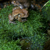 アズマヒキガエル Bufo japonicus formosus