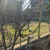 弊社の桜開花宣言！