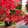 恵庭渓谷＆豊平峡ダムツアー【札幌近郊紅葉めぐり】