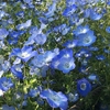 近所で出会ったお花たち