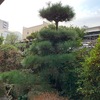 マツの揉み上げ剪定
