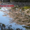 水面に映る桜　岩槻城址公園３