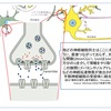 ADHDに関する10の誤解(神話)_後編