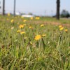 夏の風を感じ、花を愛でる