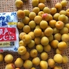 梅仕事♪南高梅の梅干し作り・順調に梅酢が上がりました