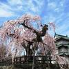 満開の弘前さくらまつり!花より団子派にはリンゴアイスや「ごへい餅」もおすすめ