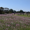 佐賀のコスモス園２か所めぐり