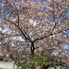 冬の桜