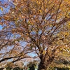 桜の木も落葉