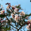 Part 1　白山神社に梅の花を観に行ってきました