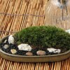 苔盆景（山苔、楕円鉢）-76