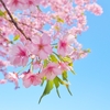 【年中】保育園の4歳児クラスが無事に終了しました！
