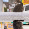 東北東部東のねこさん
