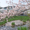 巡回バス沿線にある満開の桜並木を巡ってきました