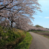 3月27日土曜日　見沼代用水で花見ラン