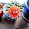 サボテンの花が咲きました