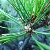 松の芽切りの結果・・・。