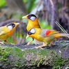 フレイザーズヒルの野鳥(2)
