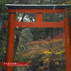 下鴨神社・糺ノ森