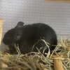 くろごまあん二世 111日目