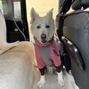 寒さと愛犬の食事事情