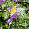 ５月下旬の庭