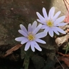 吉居林道から早春の笹ヶ峰へ　―　毎春のお約束、風の花　雪割一華に会いに行く