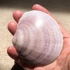 ワスレガイ。鹿嶋の旅