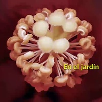 Yotam Silberstein & Carlos Aguirre『En el Jardín』(2020)｜現代ジャズギターとアルゼンチン音響派の至宝の融合