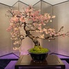 第98回国風盆栽展　後期
