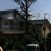 庭木（松）の伐採しました