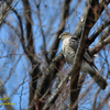 Japanese sparrowhawk 