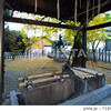 【大阪】住宅街の神社の紅葉