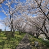 京都府城陽市「桜つづみ寺田緑地」2020