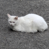 猫は夢を見るのか？