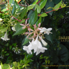ハナゾノツクバネウツギ　　Abelia×grandiflora