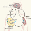 じじぃの「カオス・地球_314_LIFESPAN・第2章・走るのをやめない高齢のマウス」