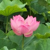 lotus flower